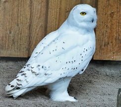 facts about snowy owls for kids