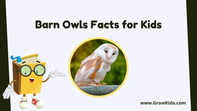 Interesting Fun Barn Owls Facts for Kids