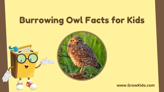 11 Amazing Burrowing Owl Facts for Kids [UPDATED Facts]