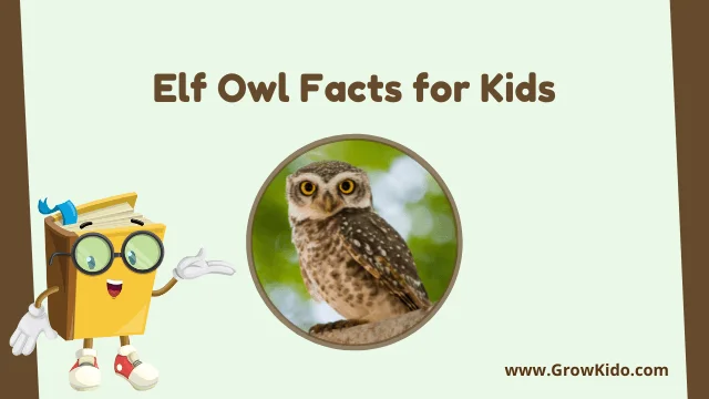 Interesting Fun Elf Owl Facts for Kids