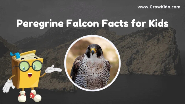 Interesting Fun Peregrine Falcon Facts for Kids