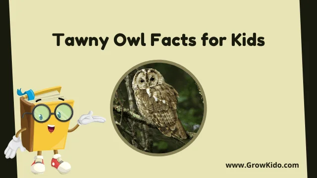 Interesting Fun Tawny Owl Facts f or Kids