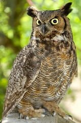 Interesting facts about great horned owls for kids