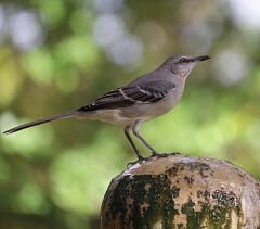 interesting facts about mockingbirds