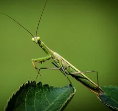 interesting facts about praying mantis for kids