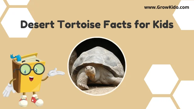 interesting fun desert tortoise facts for kids