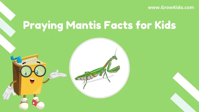 interesting fun praying mantis facts for kids