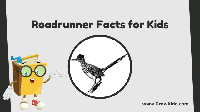 Fun Interesting Roadrunner Facts for Kids
