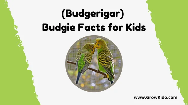 Interesting Fun Budgerigar Budgie Facts for Kids