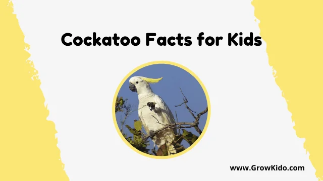 Interesting Fun Cockatoo Facts for Kids