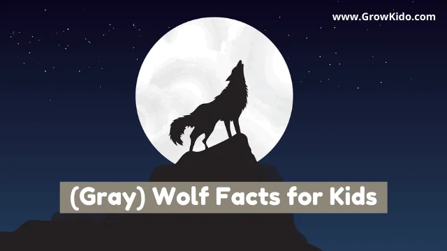 Interesting Fun Grey Gray Wolf Facts for Kids