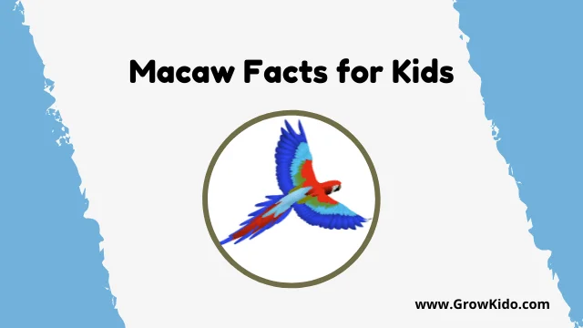 Interesting Fun Macaw Facts for Kids
