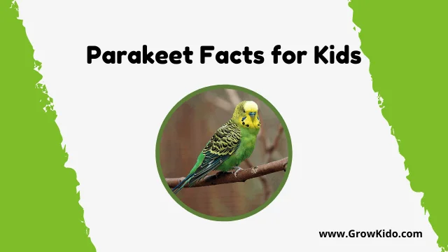 Interesting Fun Parakeet Facts for Kids