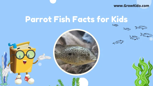 Interesting Fun Parrot Fish Facts for Kids