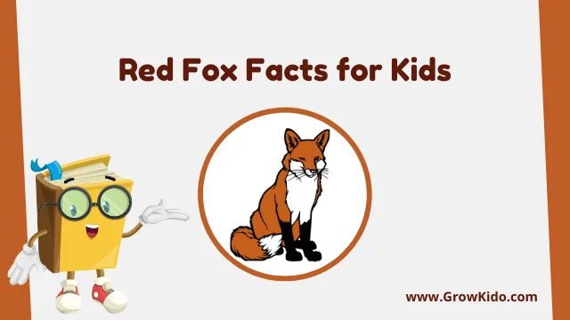 Interesting Fun Red Fox Facts for Kids