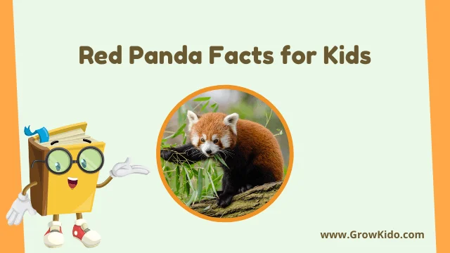 Interesting Fun Red Panda Facts for Kids