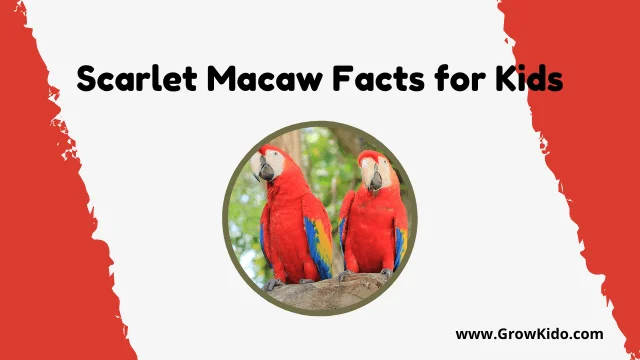 Interesting Fun Scarlet Macaw Facts for Kids