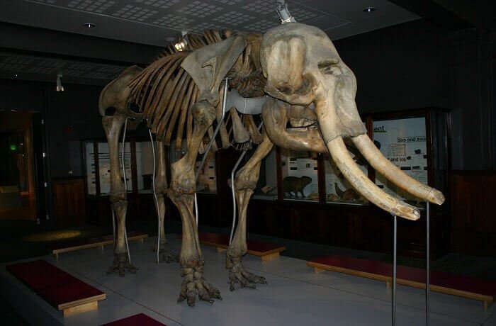 Woolly mammoth iowa state facts for kid