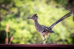 fun facts about roadrunners