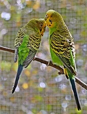 interesting facts about budgies budgerigar
