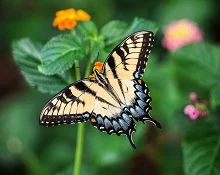 interesting facts about butterflies for kids