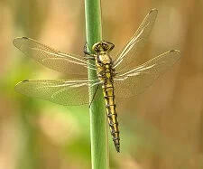 interesting facts about dragonflies information