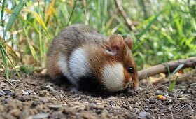 interesting facts about hamsters for kids