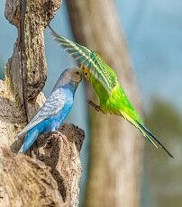 interesting facts about parakeets for kids