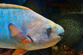 interesting facts about parrot fish