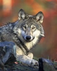 interesting facts about wolves for kids