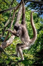 Fun Facts about Spider Monkeys for Kids