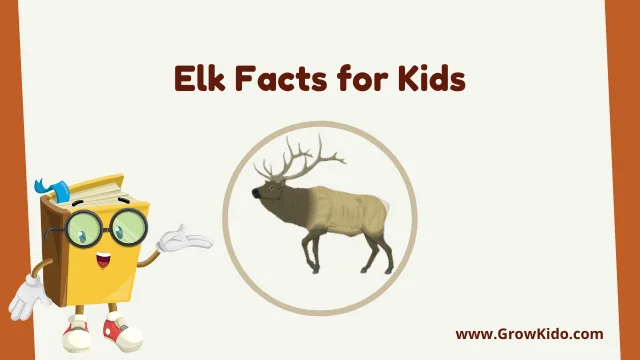 Interesting Elk Facts for Kids