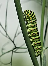 Interesting Facts about Caterpillars for Kids