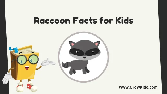 Interesting Fun Raccoon Facts for Kids