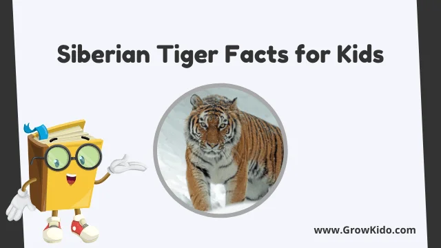 11 Amazing Siberian Tiger Facts for Kids [UPDATED Facts]