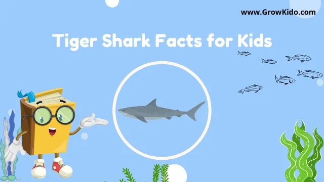 Interesting Tiger Shark Facts for Kids
