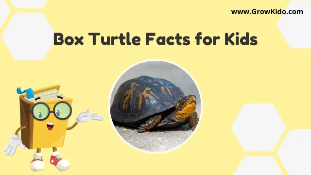 interesting Box Turtle Facts for Kids