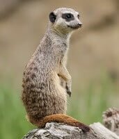 interesting facts about meerkats for kids