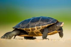 interesting facts about turtles for kids