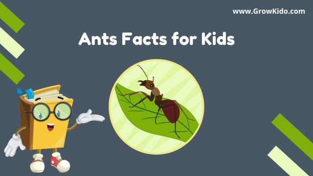 11 Surprising Ant Facts for Kids [UPDATED Facts]