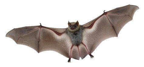 Bat Facts