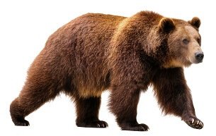 Bear Facts