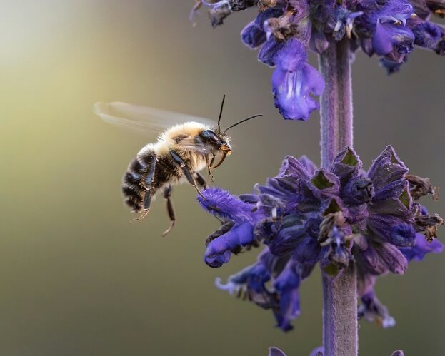 Bees Facts