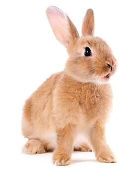 Bunny Facts