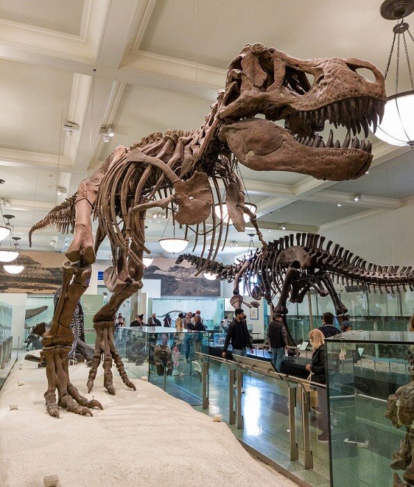 Dinosaur Facts