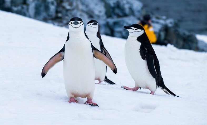 Penguin Facts
