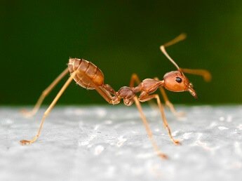 facts about Ants