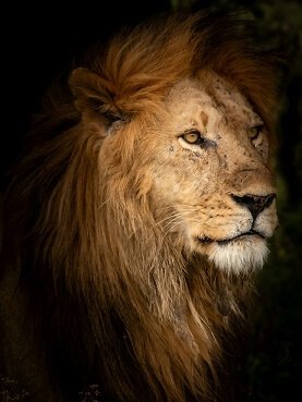 facts about Lion